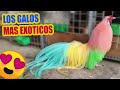 Expo venta de Gallito Azteca agapornis perico australiano ninfas y palomas de fantasía