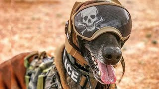 Guardians of Service💥Canine Heroes in Military and Police💚 by Pets Avenues 68 views 11 months ago 2 minutes, 48 seconds