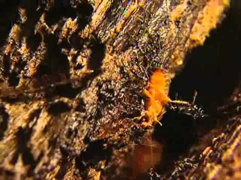 깨미 Curious Kemi 개미야 땅속에서 뭐하니 002 