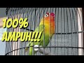 Pancingan ampuh lovebird untuk merangsang bunyi agar cepat gacor konslet