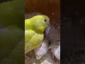 #birds #love #nonstoptalkingparrot #musicbusiness #talkingparot #musicentertainment #parrot