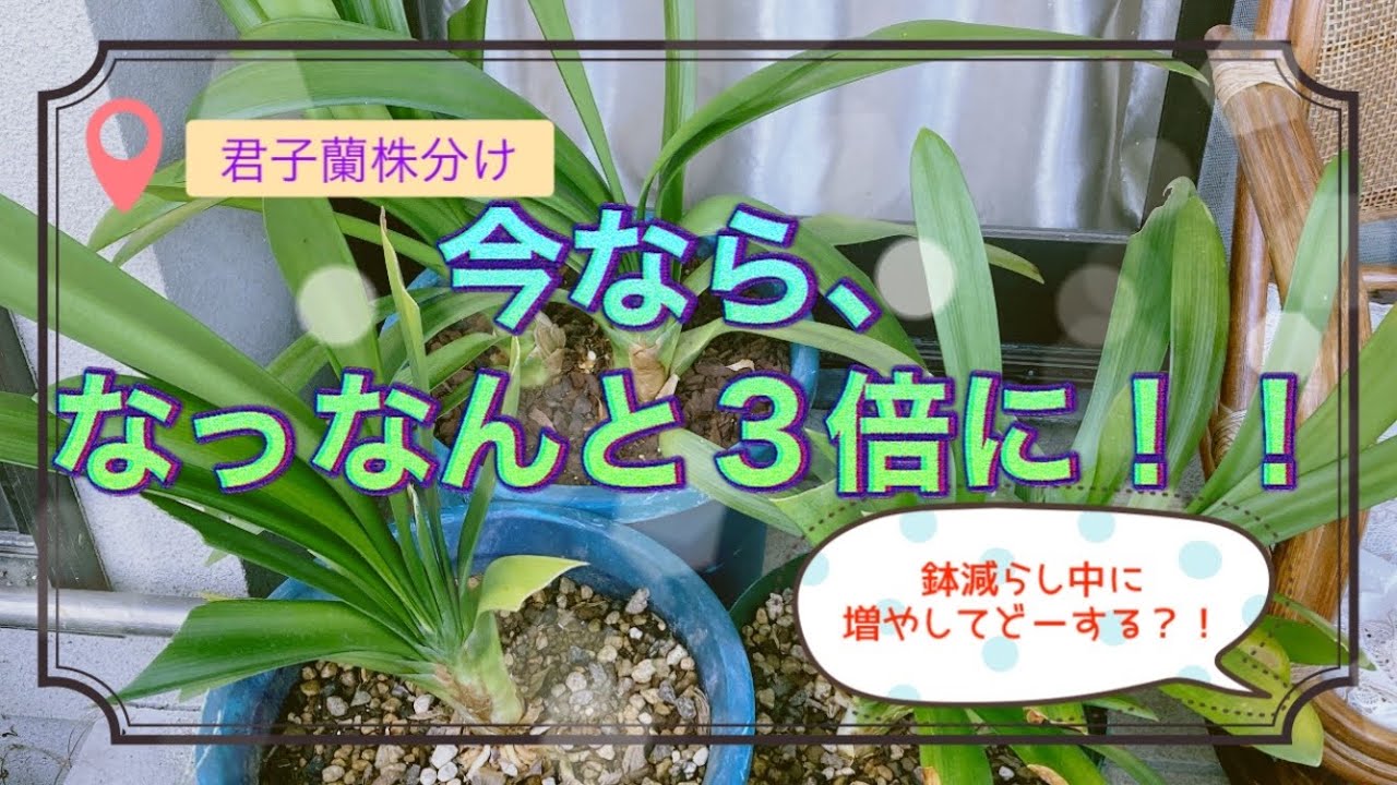 君子蘭の株分け」 - YouTube