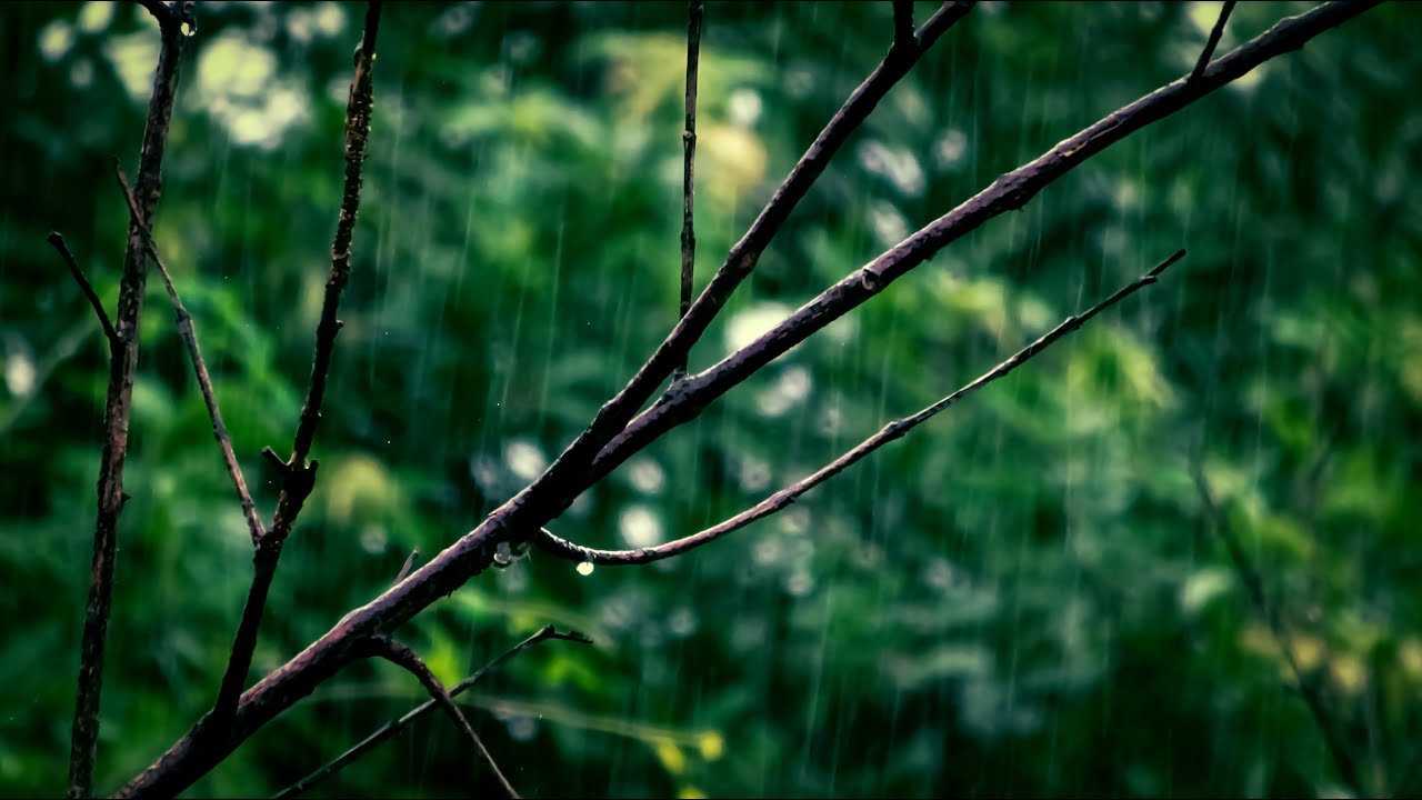 Walking In The Rain, Zen, Meditation, Nature Sound, Binaural Rain Sounds for Sleeping and Relaxation