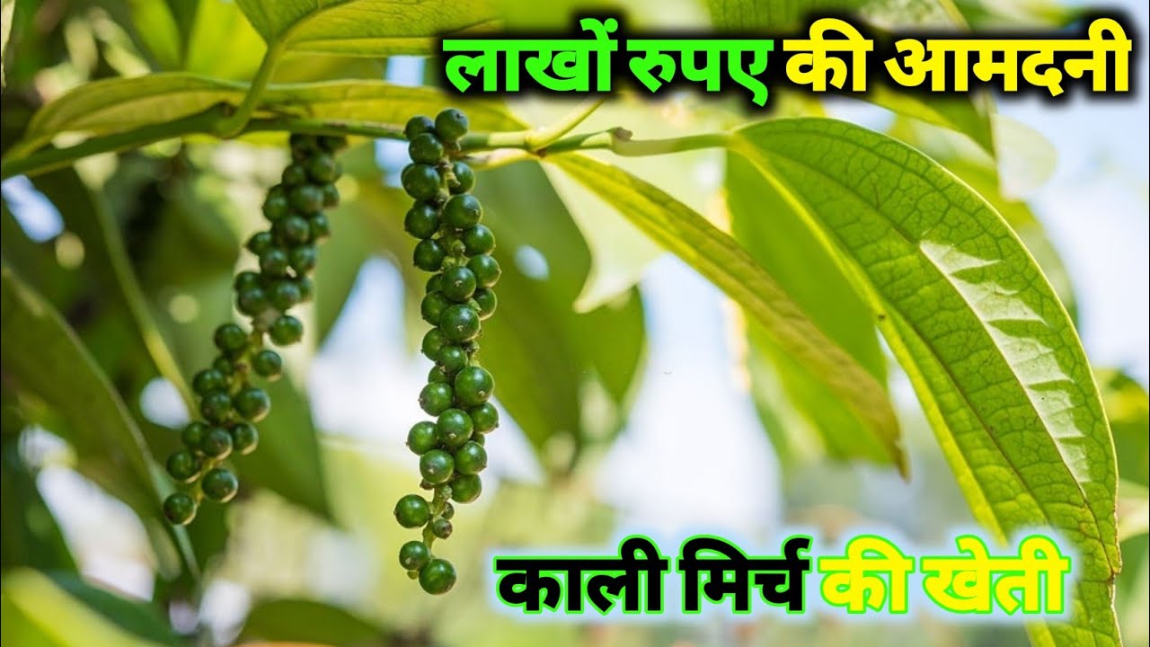 काली मिर्च की खेती कैसे करे Kali mirch ki kheti ki jankari काली मिर्च