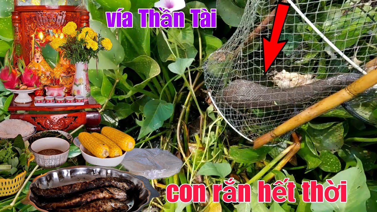 Thăm Lờ Kiếm Cá Cúng Vía Thần Tài Mùng 10 | Con Rắn Di Cá Xấu Số Hết Đường Thoát