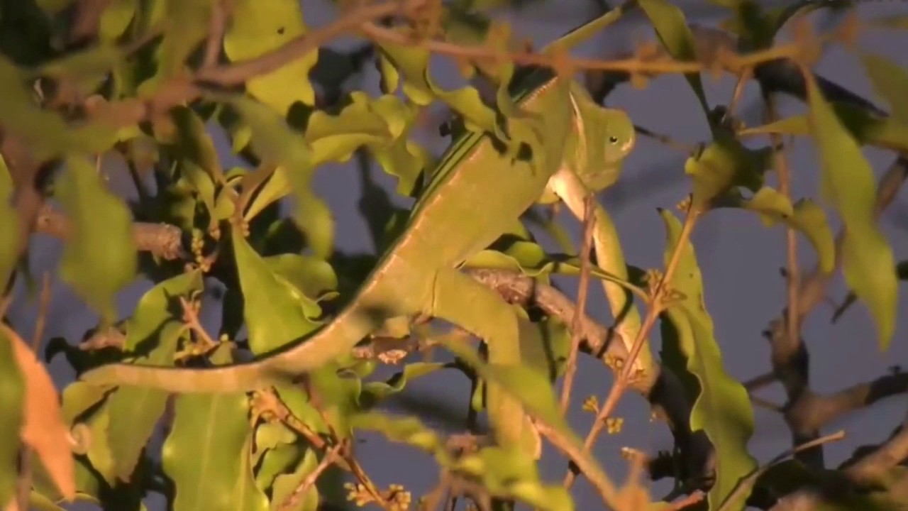 sindile faku July 11, 2017 -Sunset - A late in the year sighting of a Chameleon