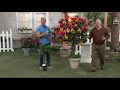 Cottage Farms Tropical Punch Braided Hibiscus Patio Tree on QVC Cottage Farms Tropical Punch Braided Hibiscus Patio Tree on QVC