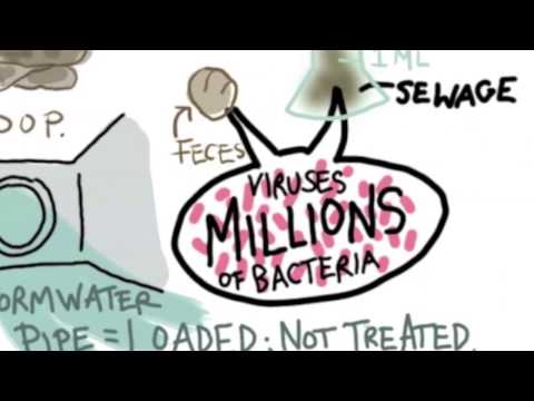 How Does Beachwater Become Contaminated?