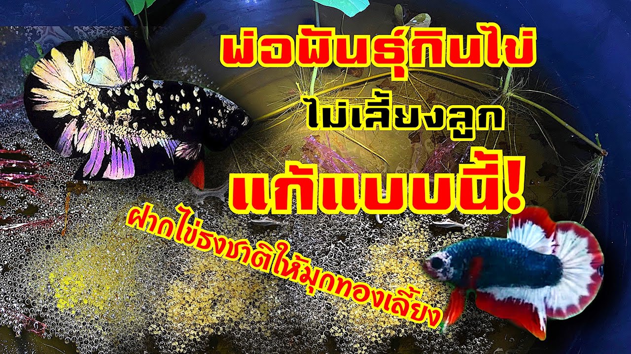 “พ่อปลากินไข่” แก้แบบนี้ ? ? เผยเทคนิคการฝากไข่   หมดปัญหาพ่อพันธุ์เลี้ยงลูกรอดน้อย EP.16