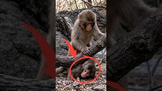 A newborn monkey is in danger from a tree branch #punch #monkey #punchmonkey #shorts