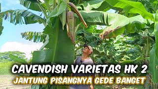 Ada 3 Faktor Yang Harus Diperhatikan Jika Mau Cuan Dari Pisang Cavendish