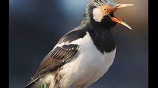 Download Lagu Kicau Burung - TRIO LARETO Download Lagu Kicau Burung - TRIO LARETO