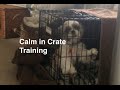 How to Crate Train dogs and puppies for Calm Crate Behavior How to Crate Train dogs and puppies for Calm Crate Behavior