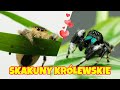 Skakuny królewskie Phidippus regius - najsłodsze pająki na świecie!