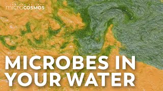 Microorganisms Are Cleaning the Water You Drink