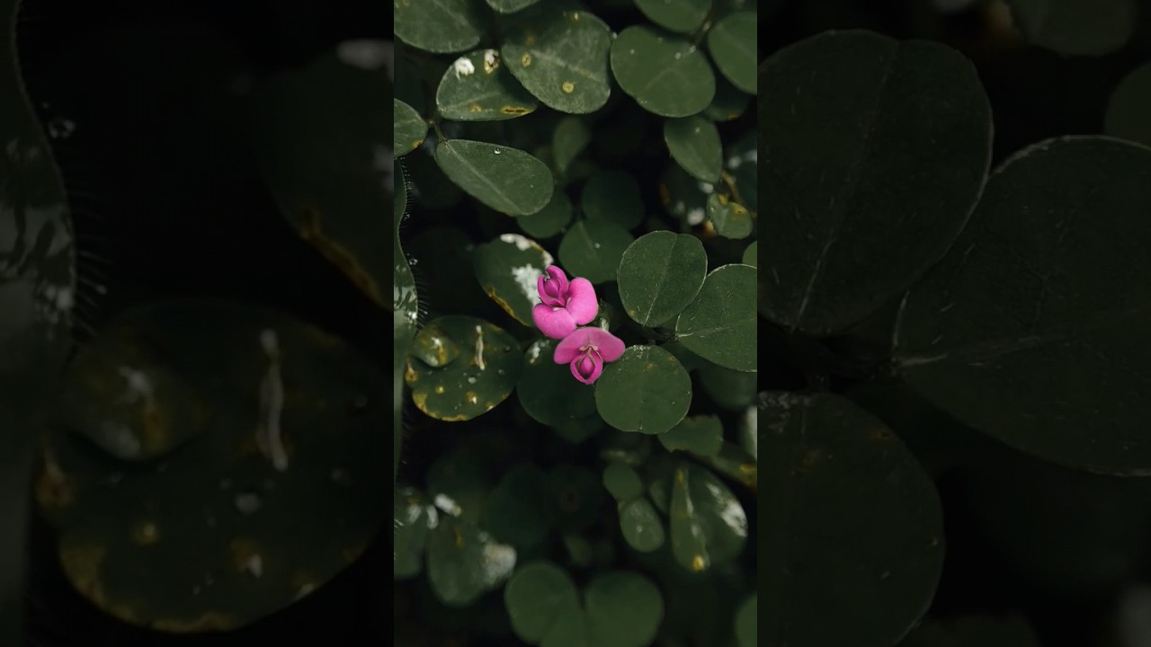 👀 Normal Vs Macro 