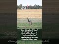 رشأ من الغزلان تخطو خجولة وكأن تاجا فوقها مصقول الأدب العربي المعلقات شعر ترند