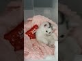 Baby yoko is playing her tail