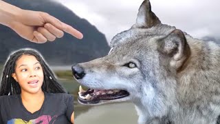 3 Apex Predators That Don't Hunt Humans | Reaction