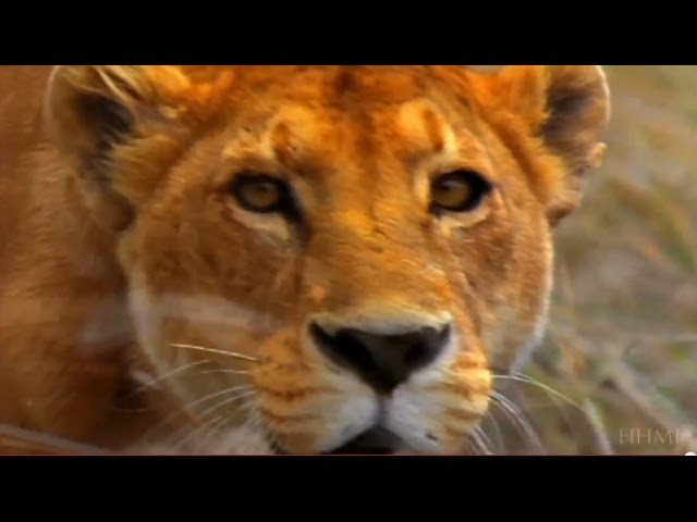 Principles Of Natural Selection Lessons Blendspace Principles Of Natural Selection Lessons Blendspace