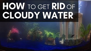 Why is My Aquarium Water Cloudy?