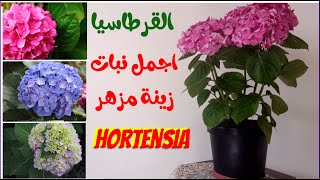 اجمل النباتات المنزلية المزهرة، نبات القرطاسيا و كيفية الإعتناء بالهيدرانجيا hydrangea hortensia