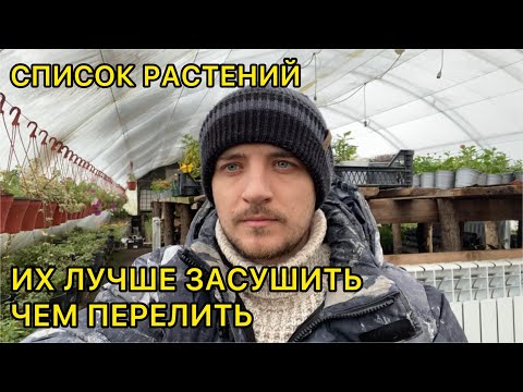 Осторожно! Не перелейте эти растения! Список комнатных цветов которые не любят много пить.