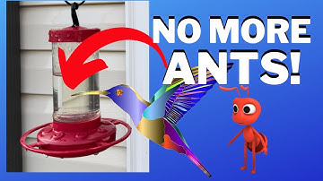 How to Keep Ants out of your Hummingbird Feeder - Prevent Ants from eating necar from bird feeder