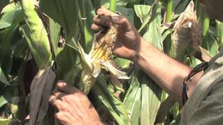 Western Bean Cutworm Larvae Scouting