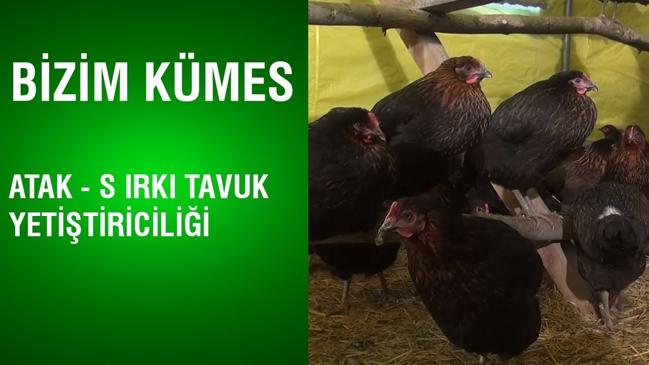 Bizim Kümes - Atak - S Irkı Tavuk Yetiştiriciliği