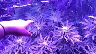 The Grow 420 Diaries - Garden Changes and Update