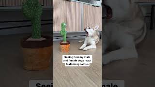 Seeing How My Male And Female Mini Huskies React To Dancing Cactus screenshot 4