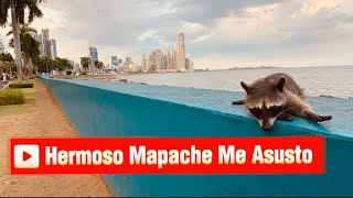 Mapache Panameño me asusto 😝. Hermoso animal desde la cinta costera en la ciudad de Panama.