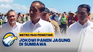 Presiden Jokowi Panen Jagung Bersama di Sumbawa