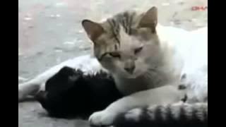 Chat ne supporte pas la mort de sa compagne
