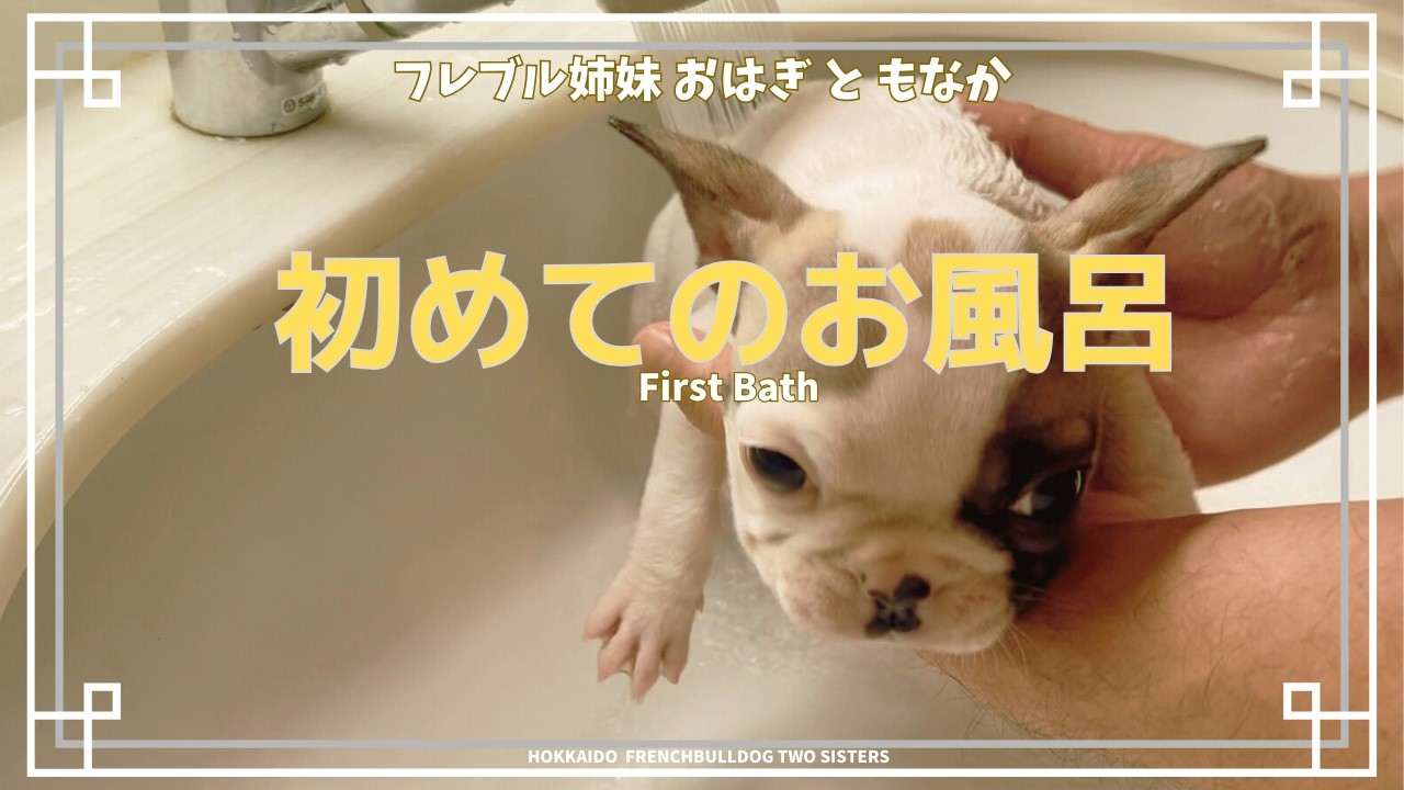 もなか初体験、おはぎは戦った｜A Day Full of Firsts | French Bulldog Sisters　