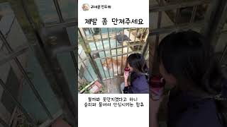 제발 좀 만져주세요 #강아지 #플러팅 #애견영상