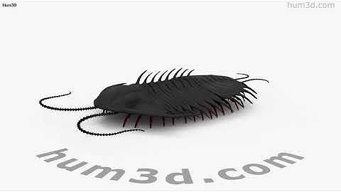 Trilobite 3D model by 3DModels.org