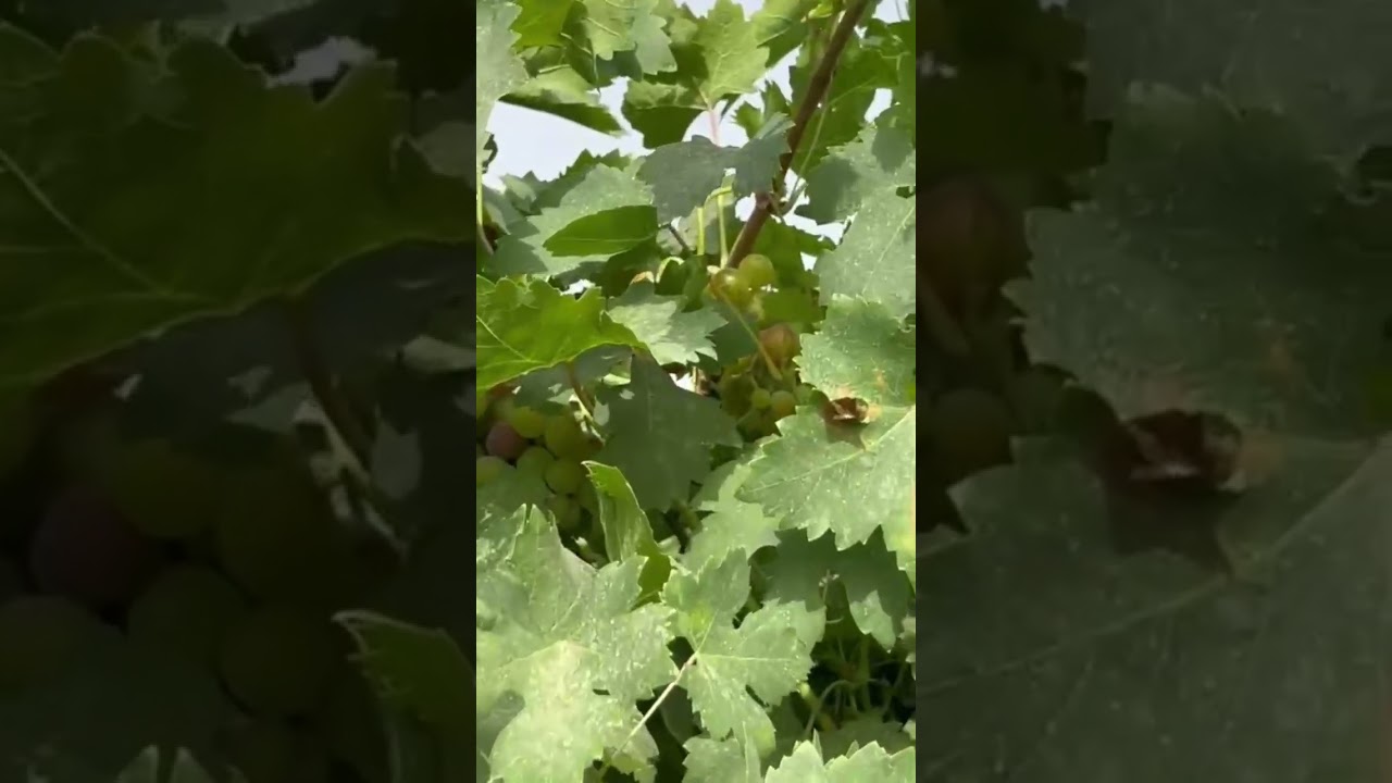 A short visit to the grapes farm 