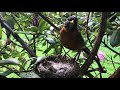 Robin feeding baby birds