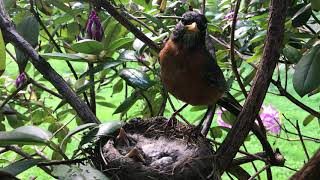 Robin feeding baby birds, Over One Millions views