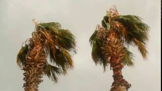 Palm Tree in the Wind