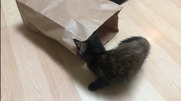Kittens Love Paper Bags