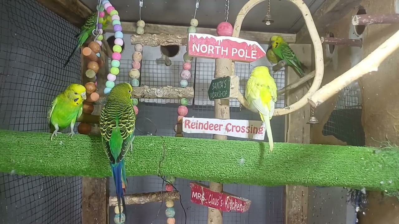 It talks in a way that leaves us speechless 😳🦜