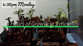 Watch my Seedlings growing - Timelapse 24 hours in 2 mins