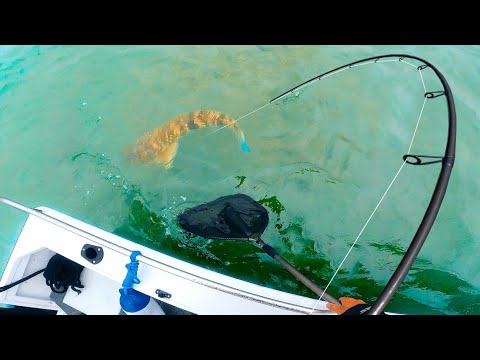 Endless Big Fish on Australian Sand Flat 