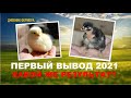 2021 Первый вывод КОББ-500 Чехия сезон открыт. И красивые цыплятки порода "Микс"