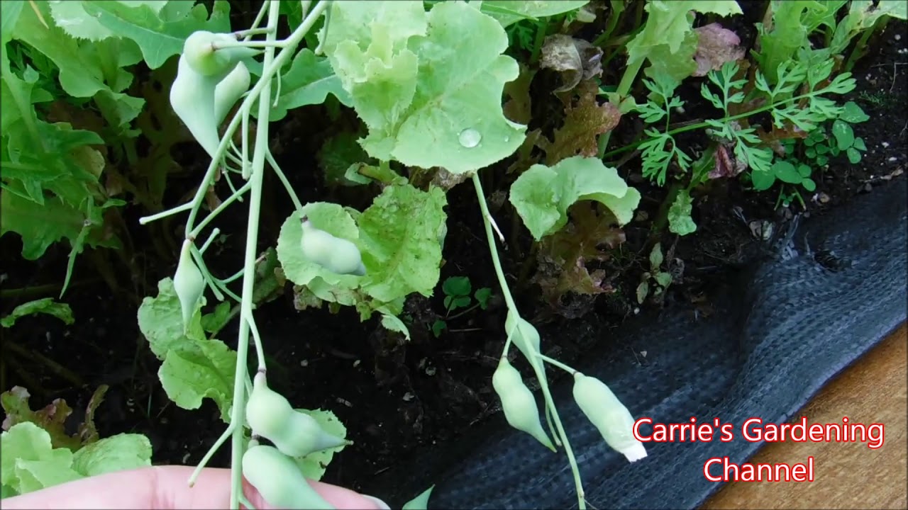 something is eating my radish seedpods, veggie trough update YouTube