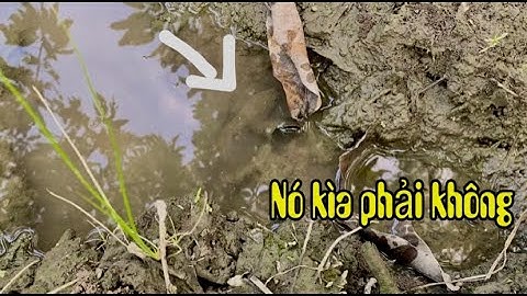 Theo My đi vớt toàn cá lóc vây xanh