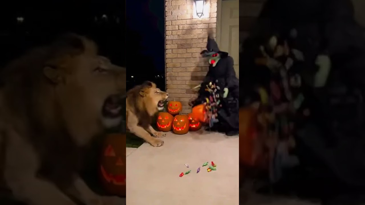 Unbelievable Halloween Surprise A Lion Roams at Midnight! 🦁✨